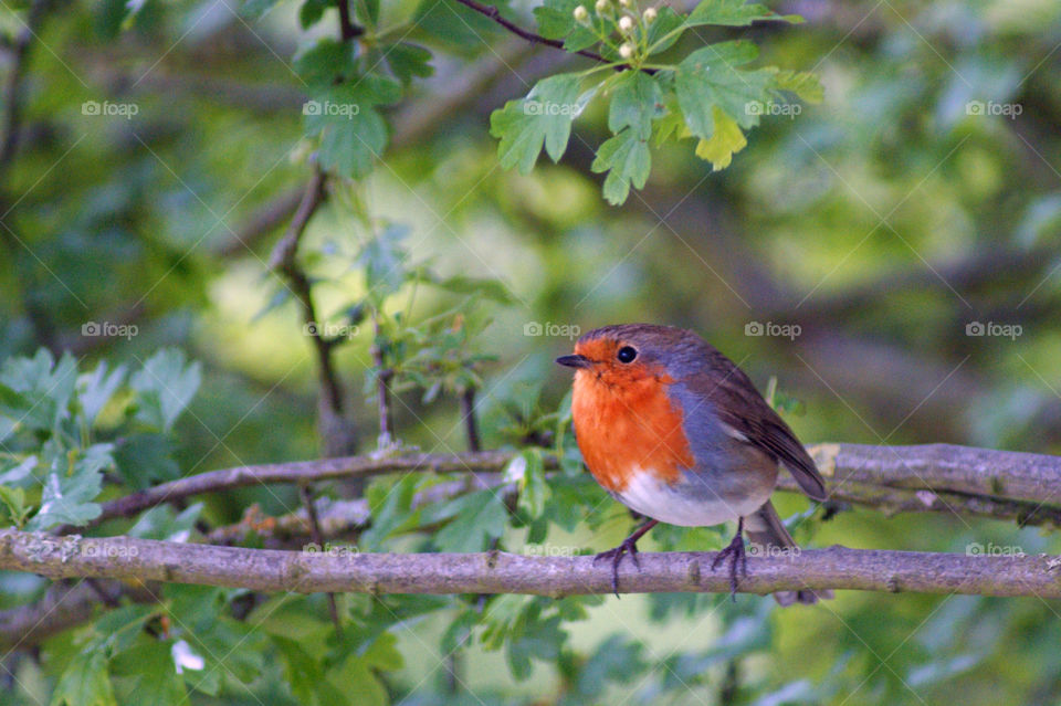 bird robin redbreast winter by diversion