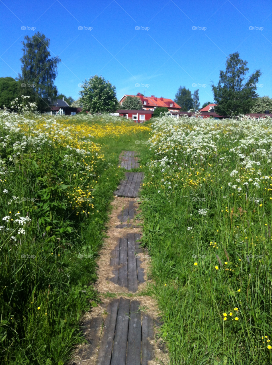 sweden flowers stig summer in sweden by Armann