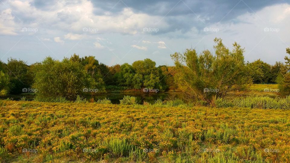 Golden wildflowers trees with leaves turning under a beautiful cloudy blue sky surrounding a pond first signs of autumn