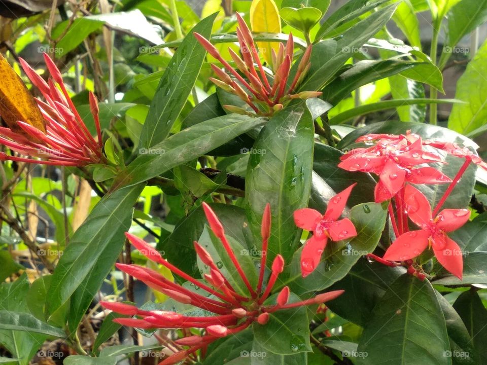 Red Flower Buds