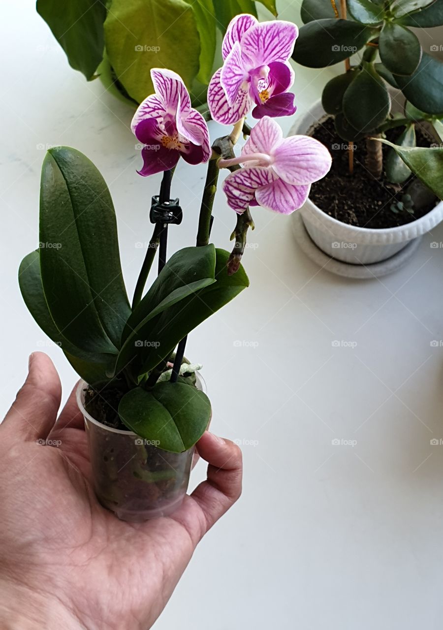orchid baby
