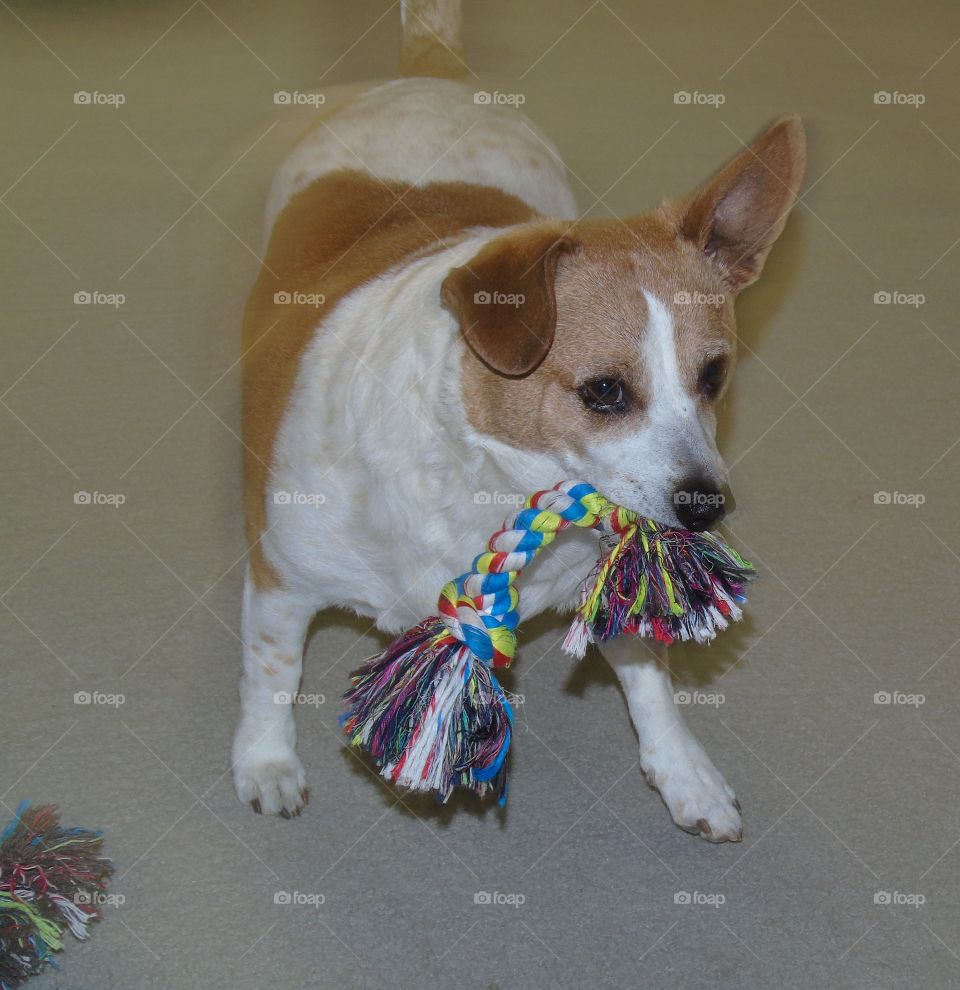 Dogs love rope toys to thrash around