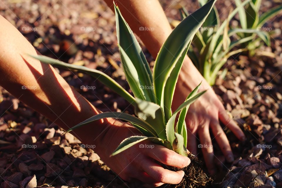 Planting Agave in the yard.