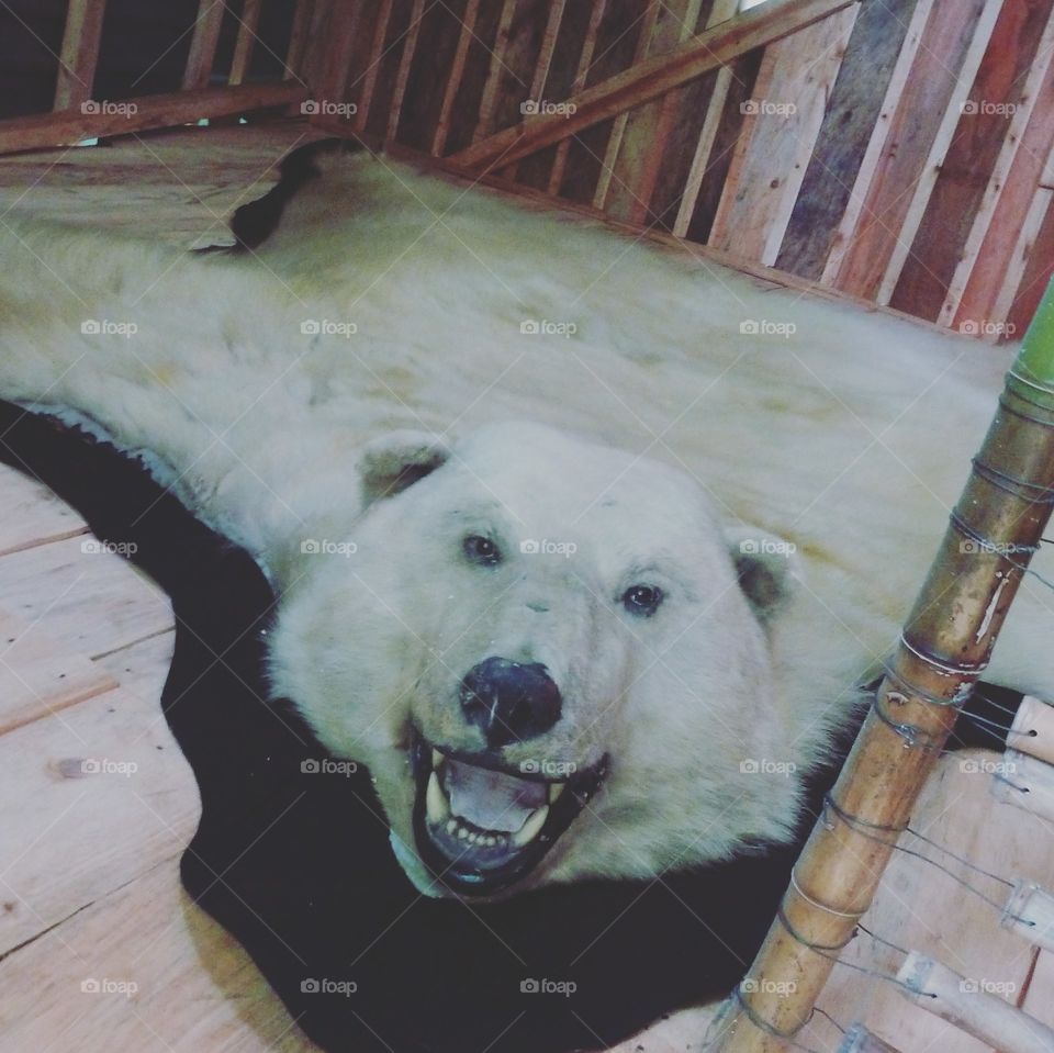 bear in a house in Columbia