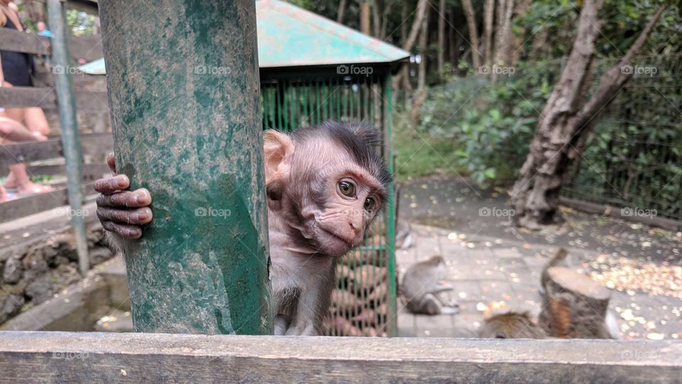 Ubud Sacred Monkey Forest in Bali, Indonesia.