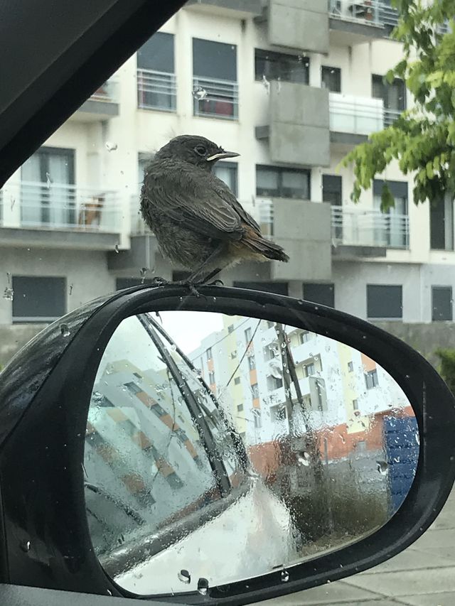 Bird 
