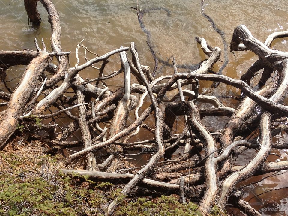 Roots!. Tree roots exposed above a lake 
