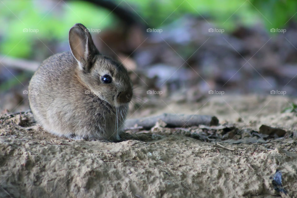 Little rabbit