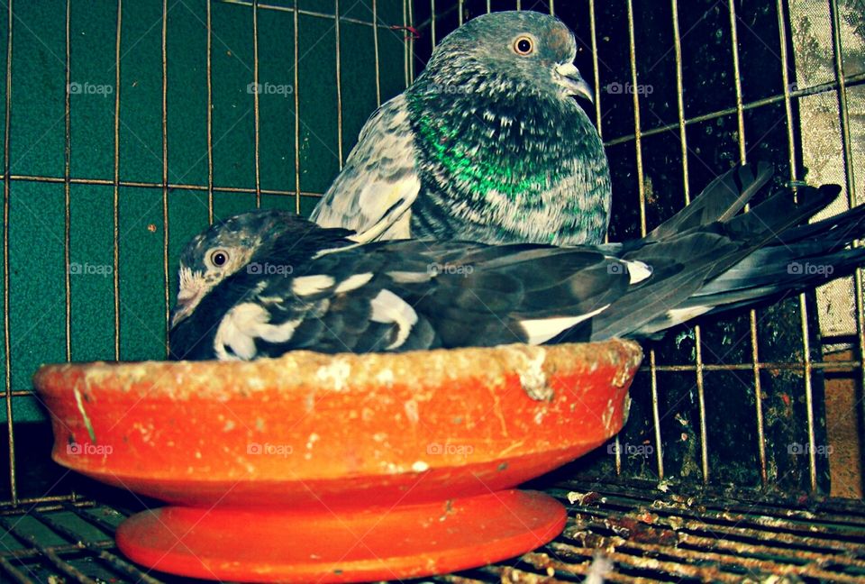 Two pigeon bird photo