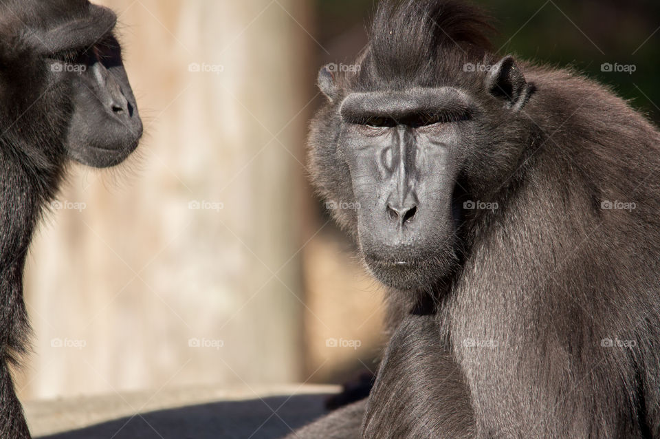 Created Black Macaque