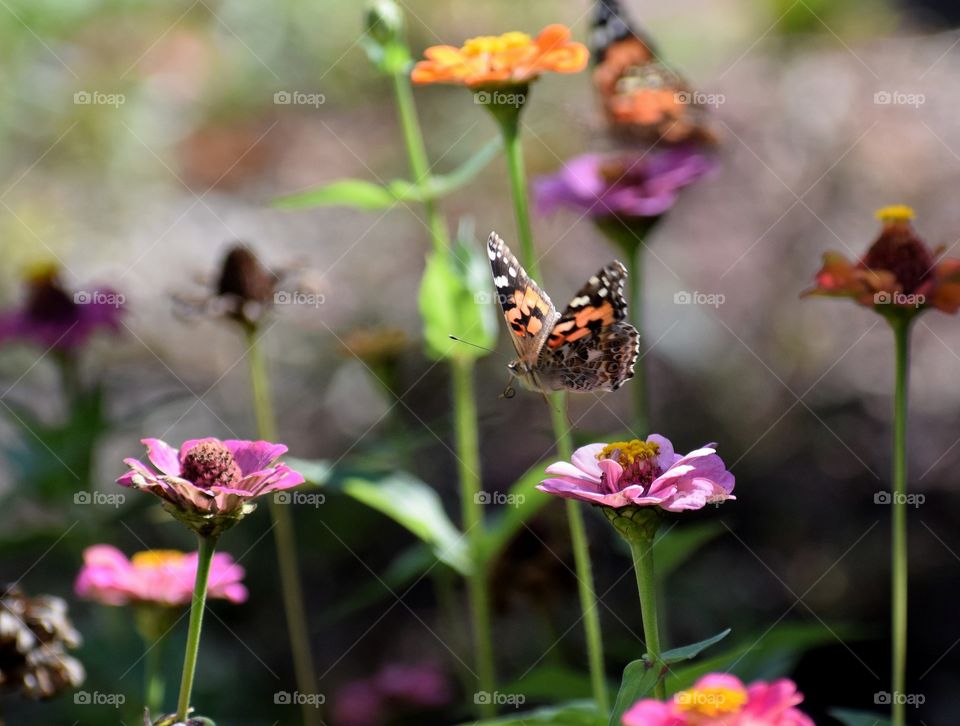 Butterfly in flight