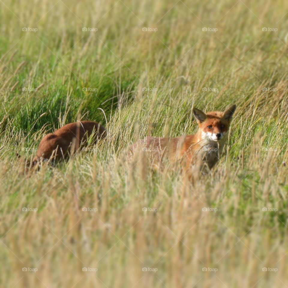 Fox cub and mum
