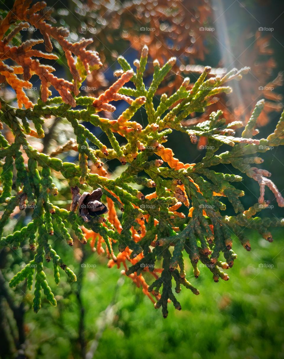 A beautiful cypress in the fall