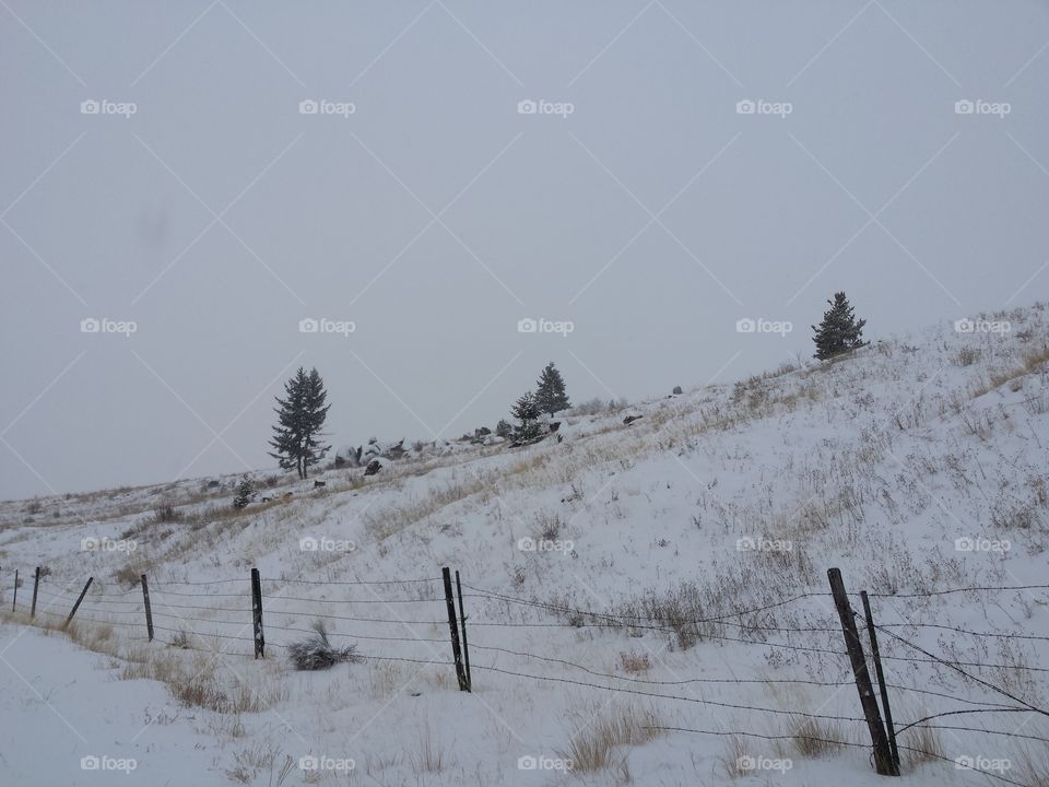 Snowy trees and mountain slides