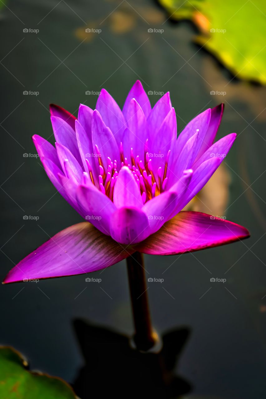 beautiful pink water lily