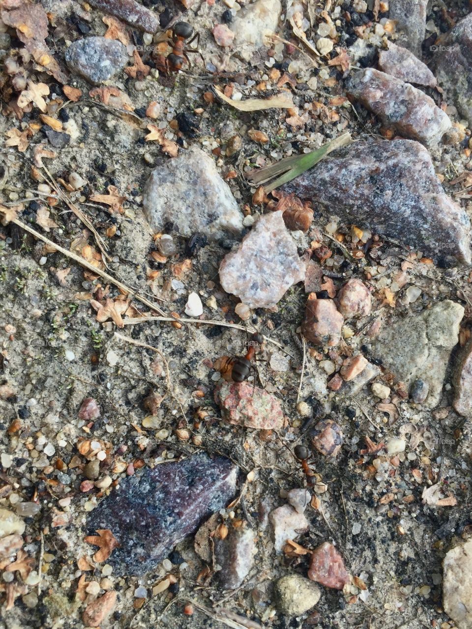 Ants and stones 
