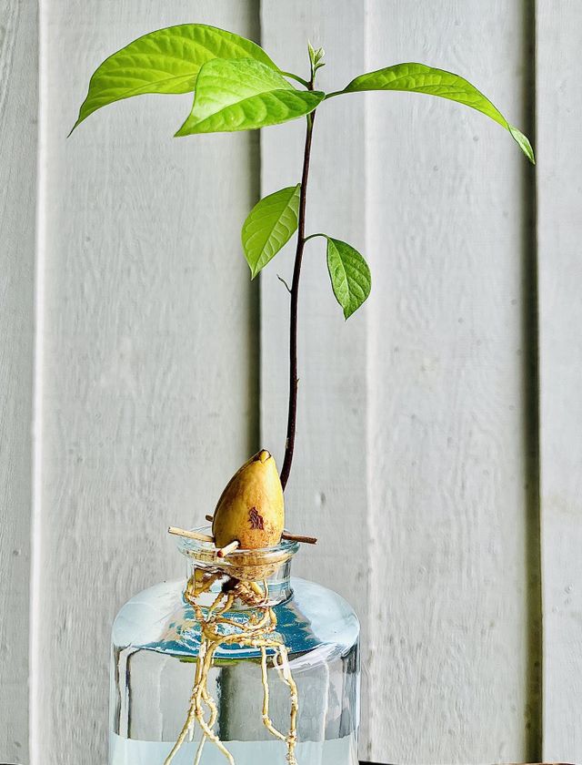 Avocado Pit Roots in Water
