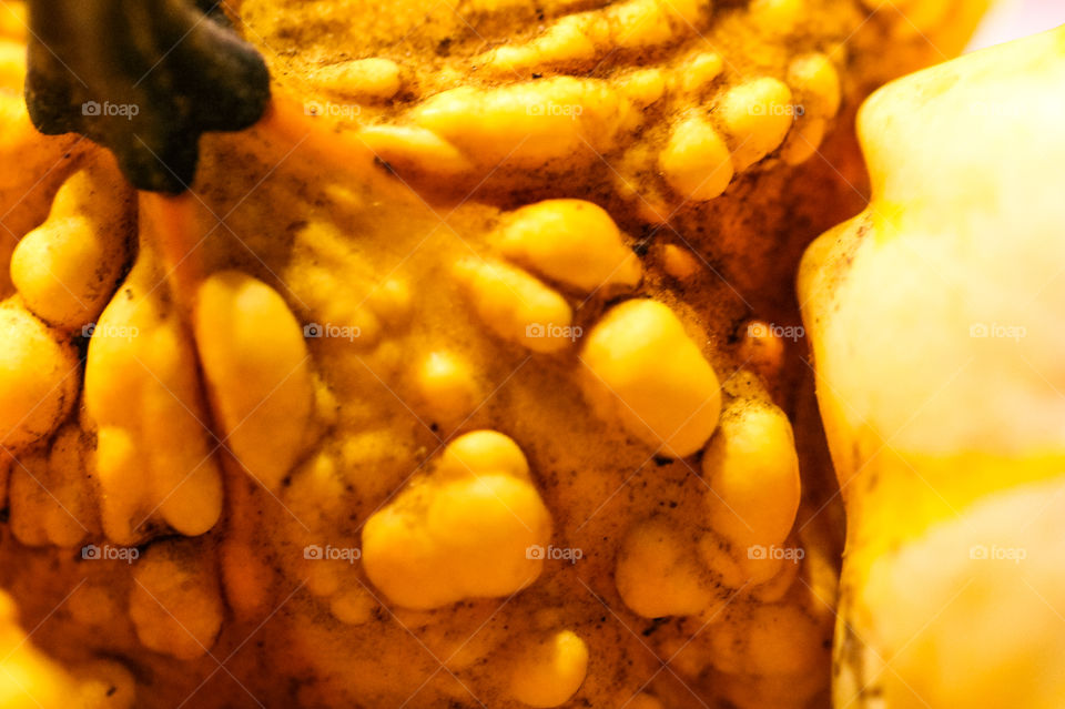 Macro of orange gourds. These little squashes are not really edible as there is little flesh & the skin is very hard & bitter. These gourds are used primarily for beautiful fall decorations. They come bumpy & smooth & multiple shapes & small sizes. 