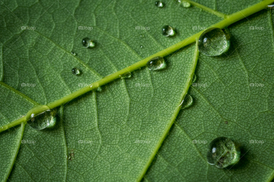 Leaf closeup