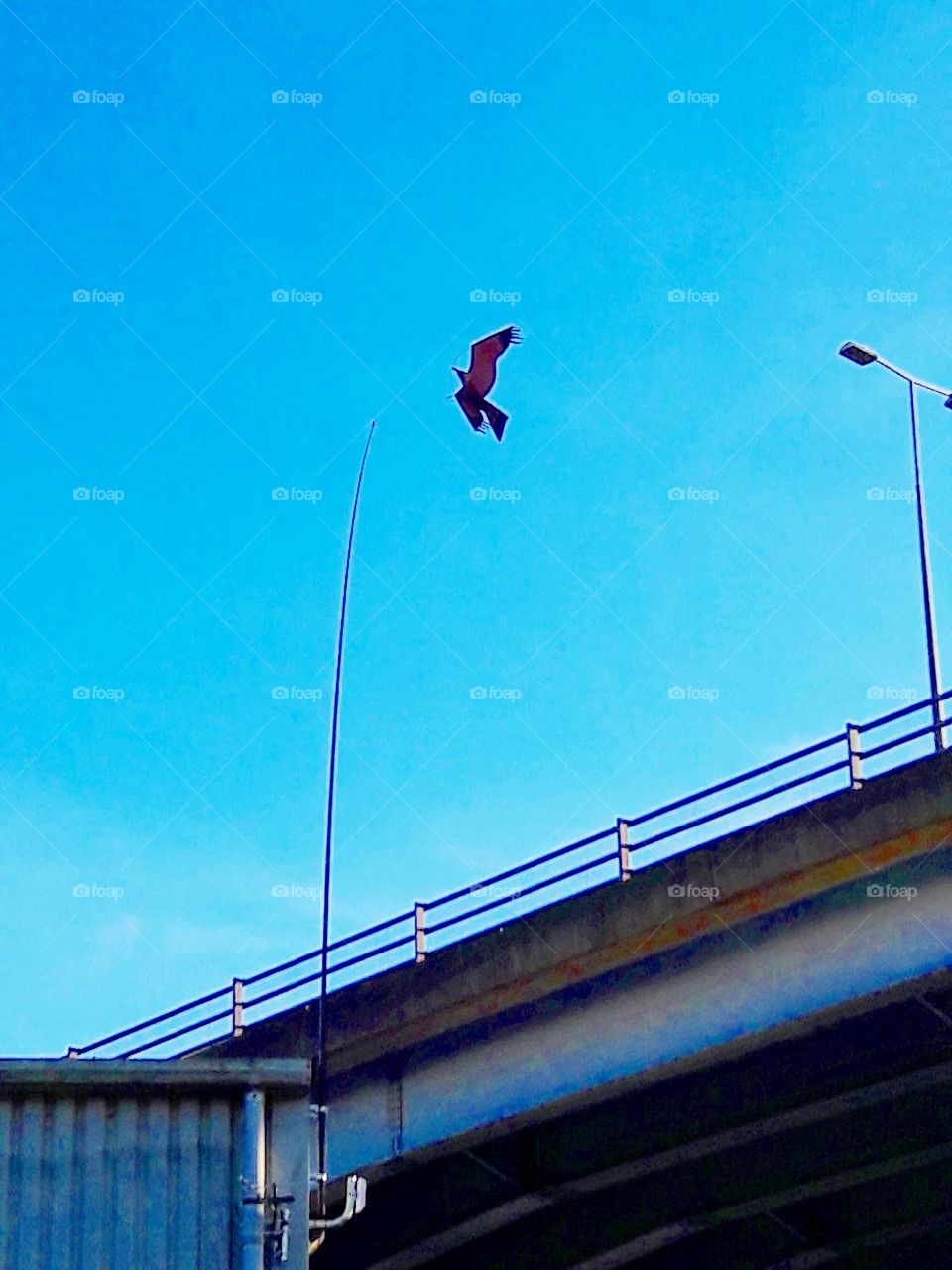 A Kite Flying High