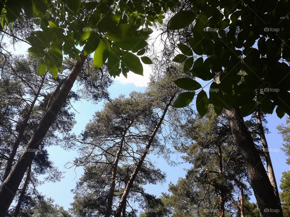 Forest in Brasov