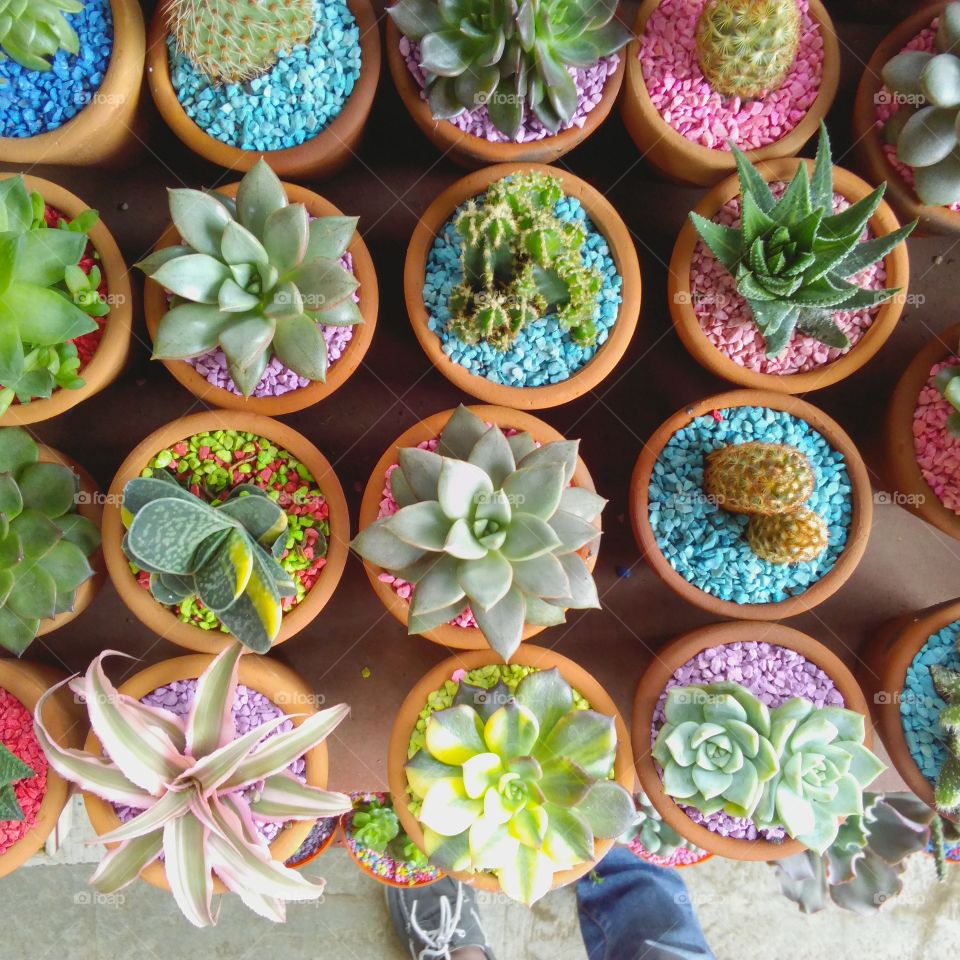 cactus and succulents collections