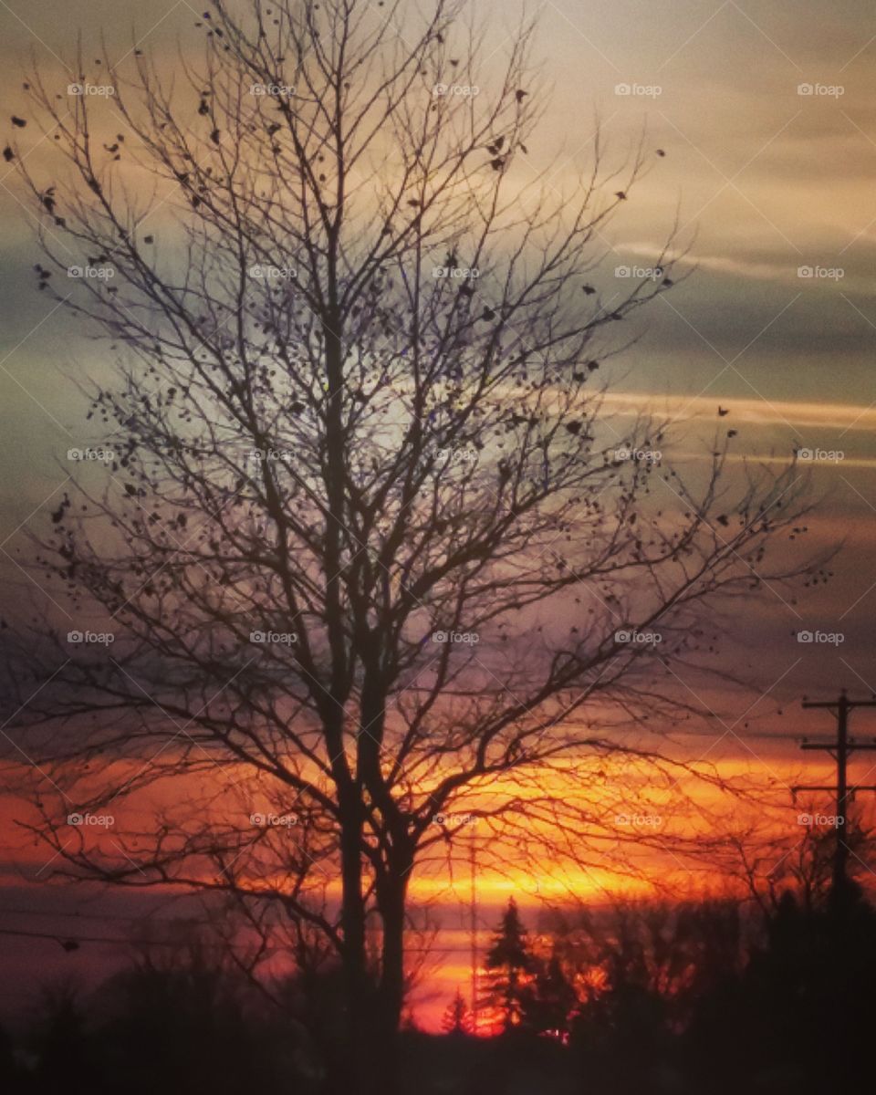 Dawn, Tree, No Person, Landscape, Sunset