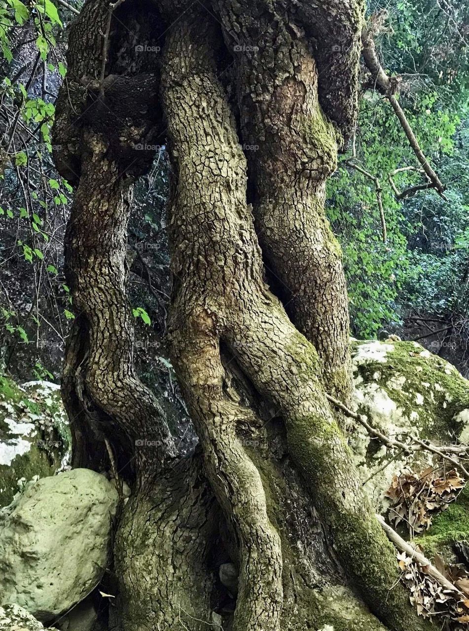 Old tree in forest 