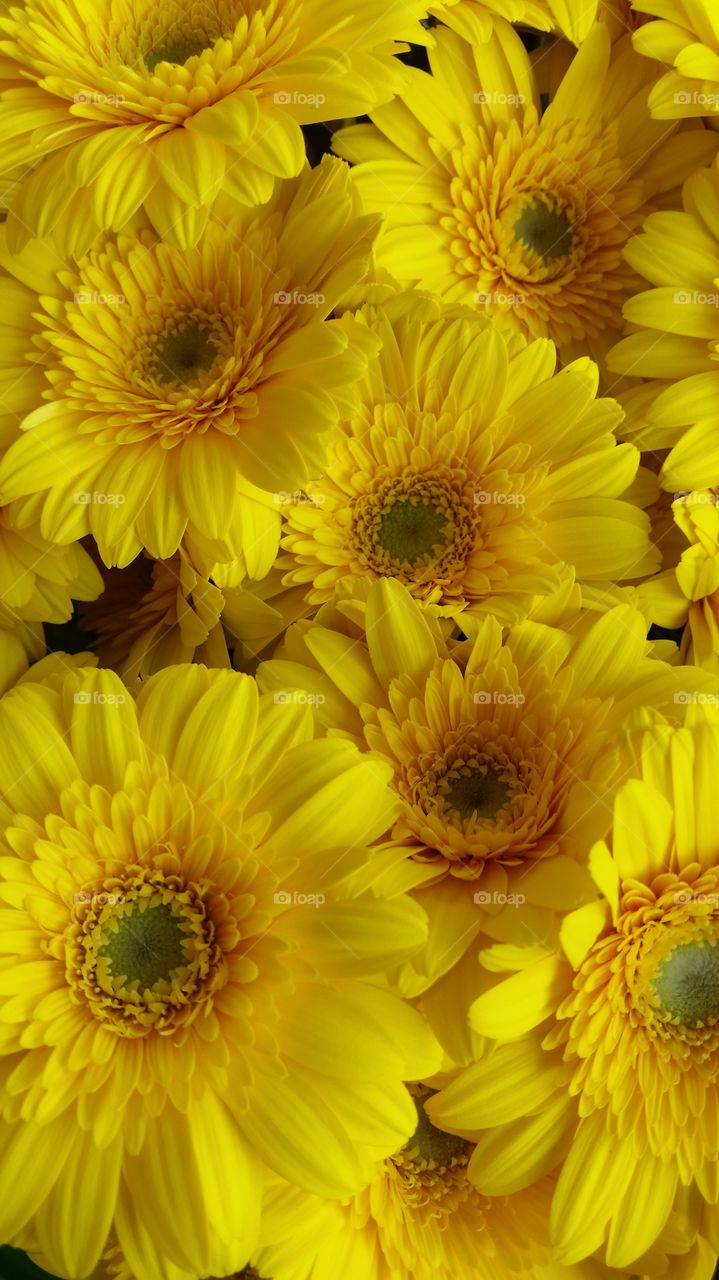 Elevated view of beautiful yellow flowers