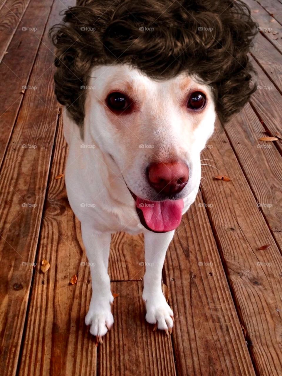 funny curly wig labrador dog by sunnysmiles 