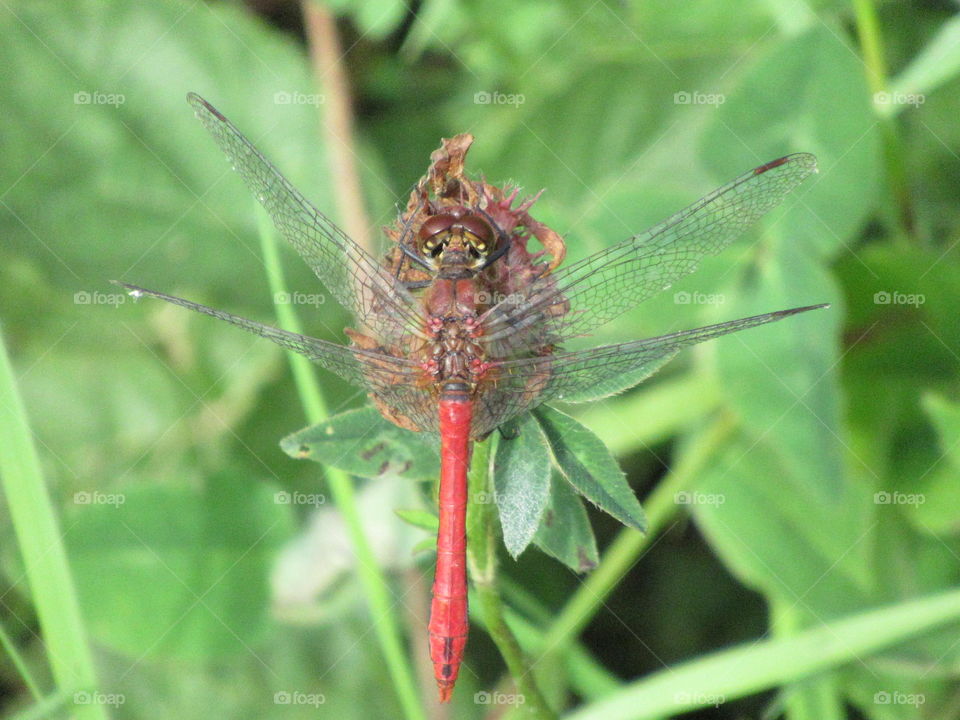 small red damselfly