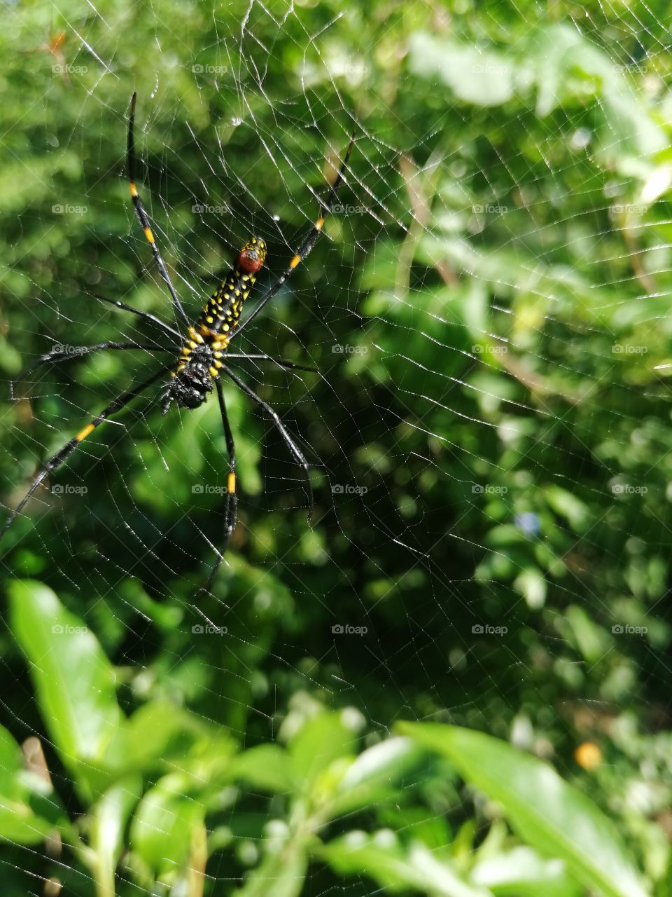 Garden spider on Web with green background.