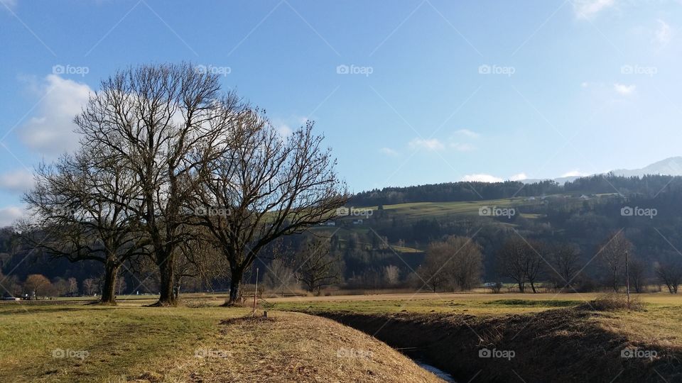 Bare tree on green landscape