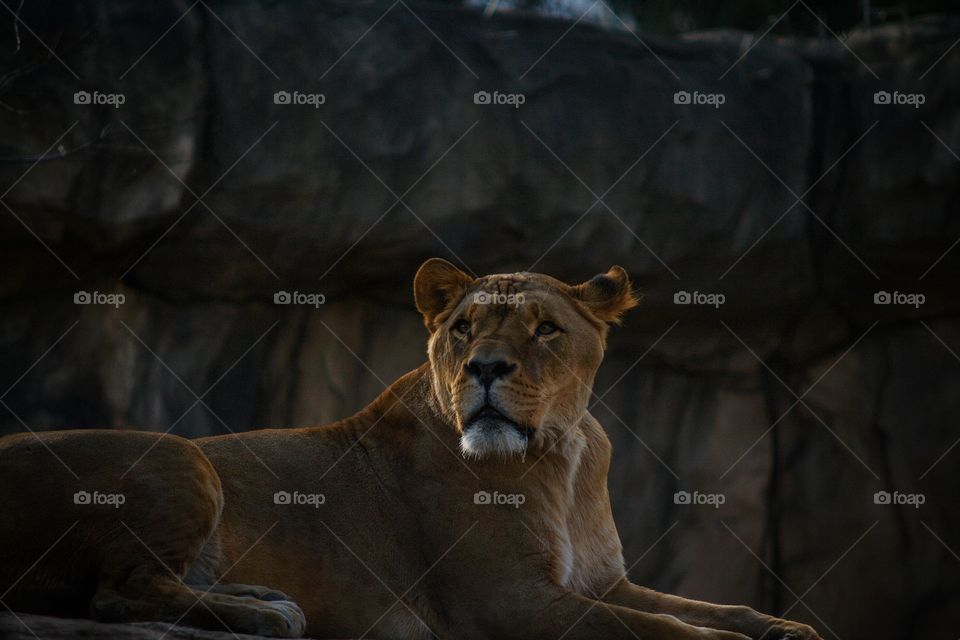 schadow Lions