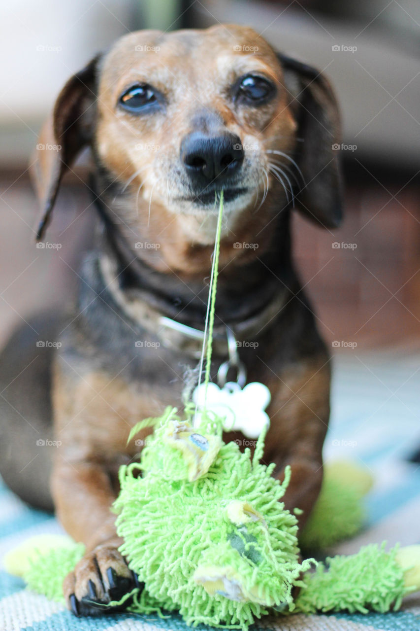 Stella is a rescued doxie who loves to play with toys!