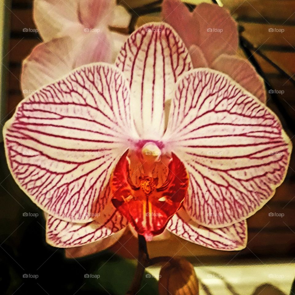 orchidflower