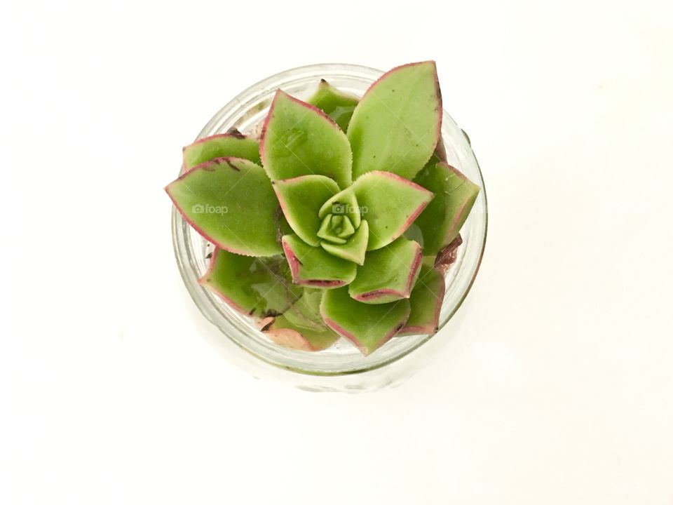 Green and red succulent plant in glass planter isolated on white background 