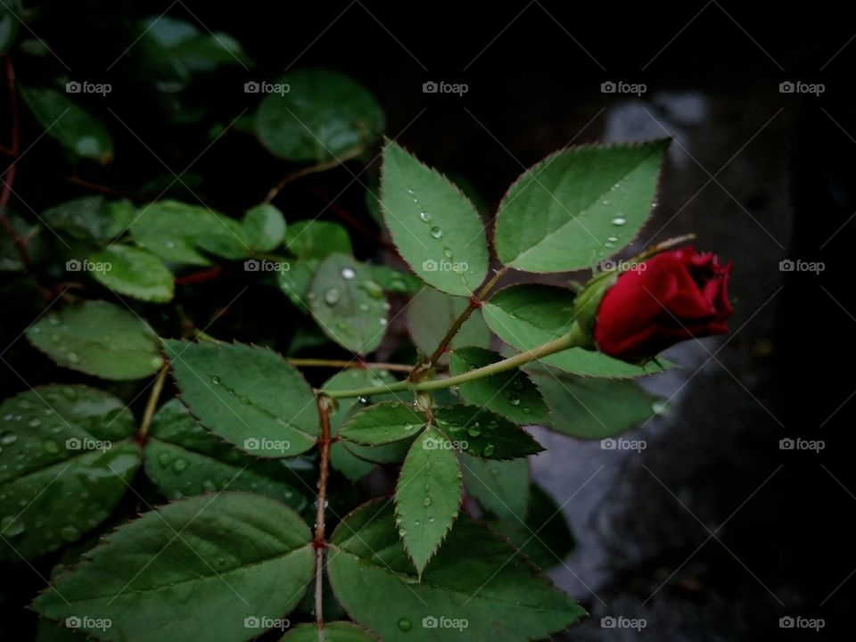 Lonely rose in the rainy day