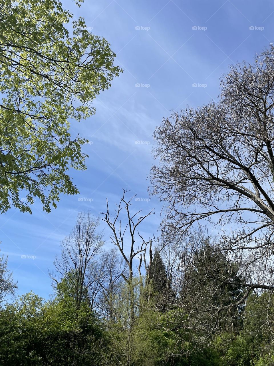 Trees in the sky, looking up, trees in the park, branches in the sky, tree branches in the springtime 