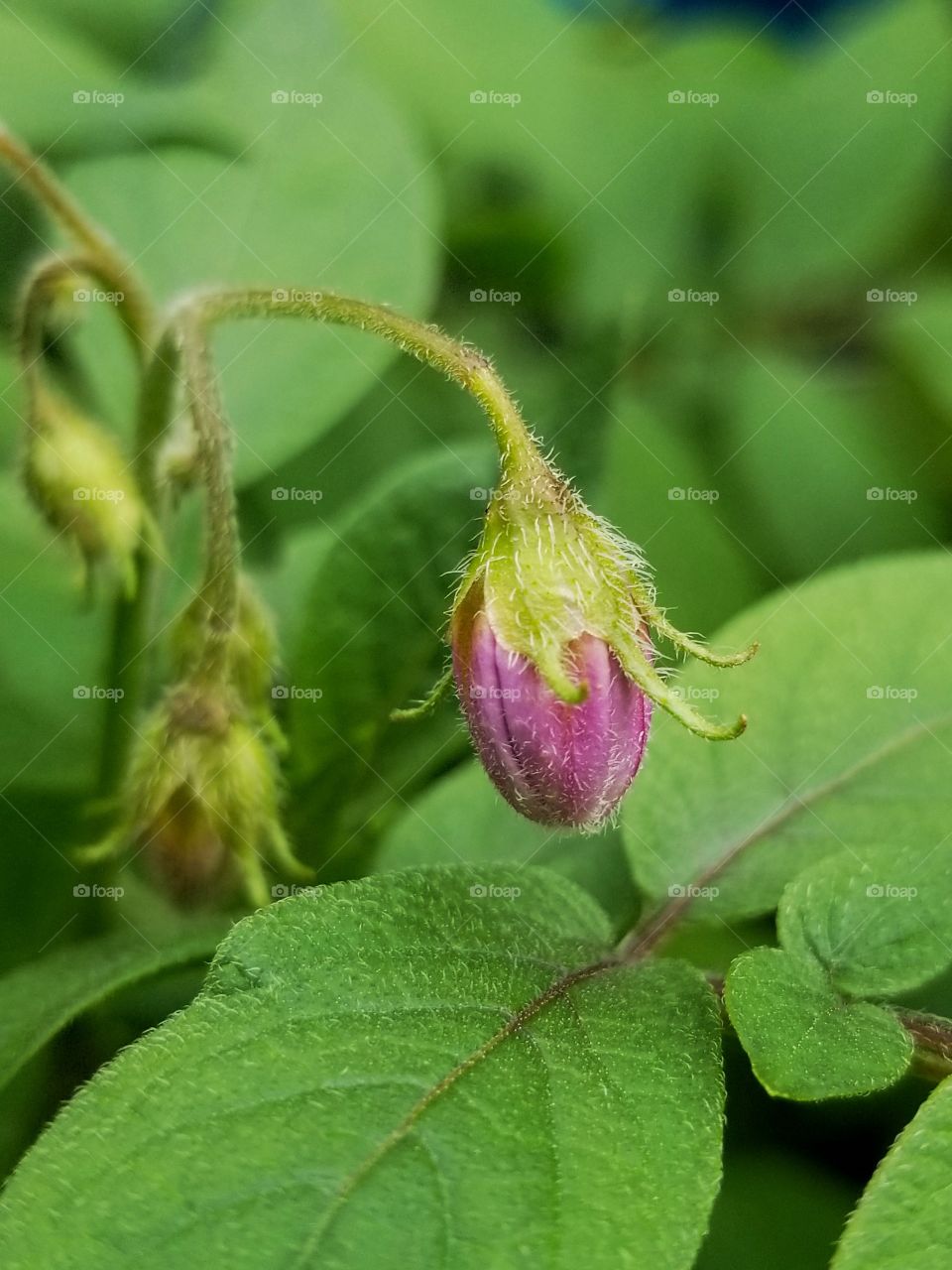 Potato flowers