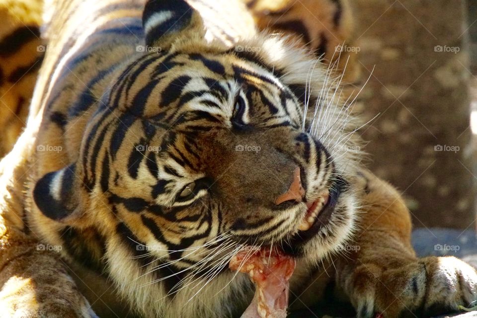 Tiger eating