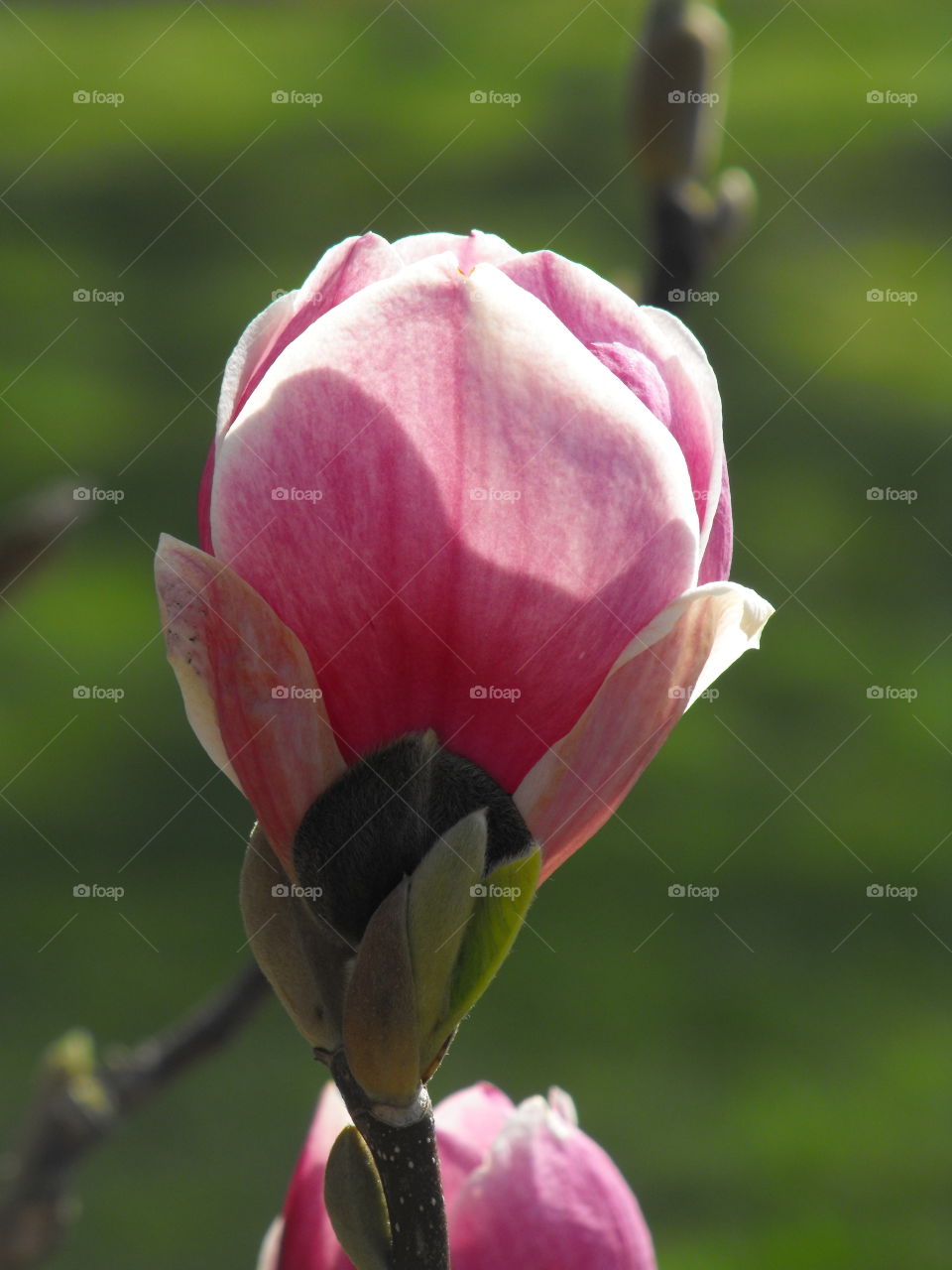 A pink spring magnolia flower
