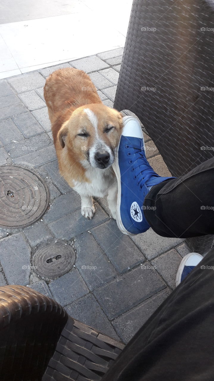 The dog liked my converse!!