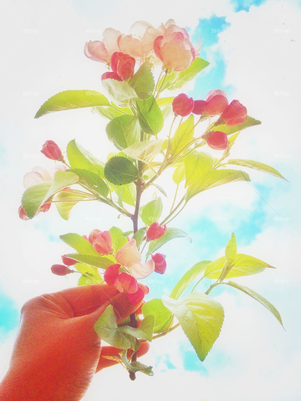 Spring is in the air. Hand holding spring pink cherry blossom flowers against sky