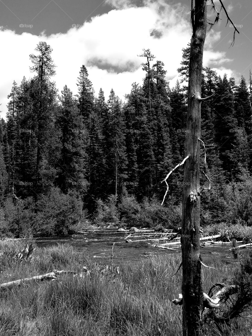 The Deschutes River near its headwaters on a sunny spring day