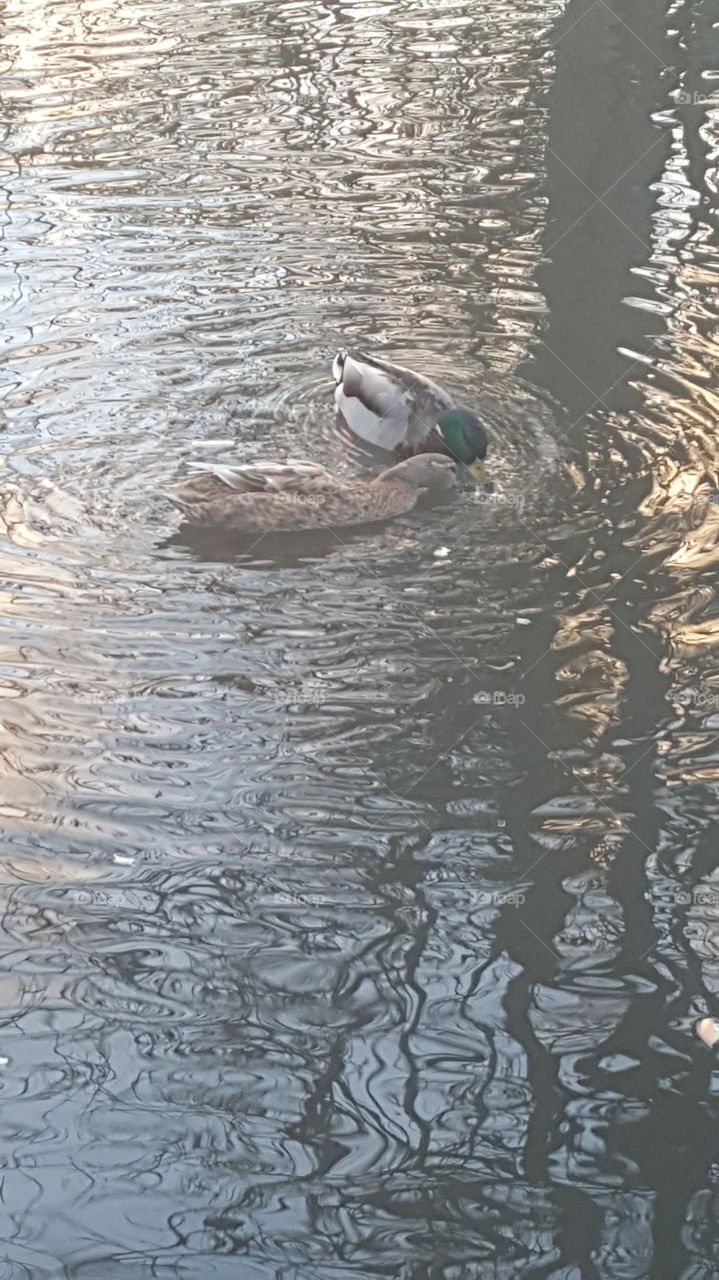 cute ducks