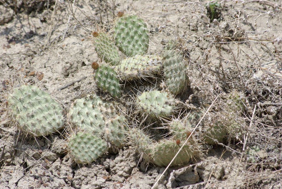 Cactus in the Alberta Badlands in Drumheller Canada 