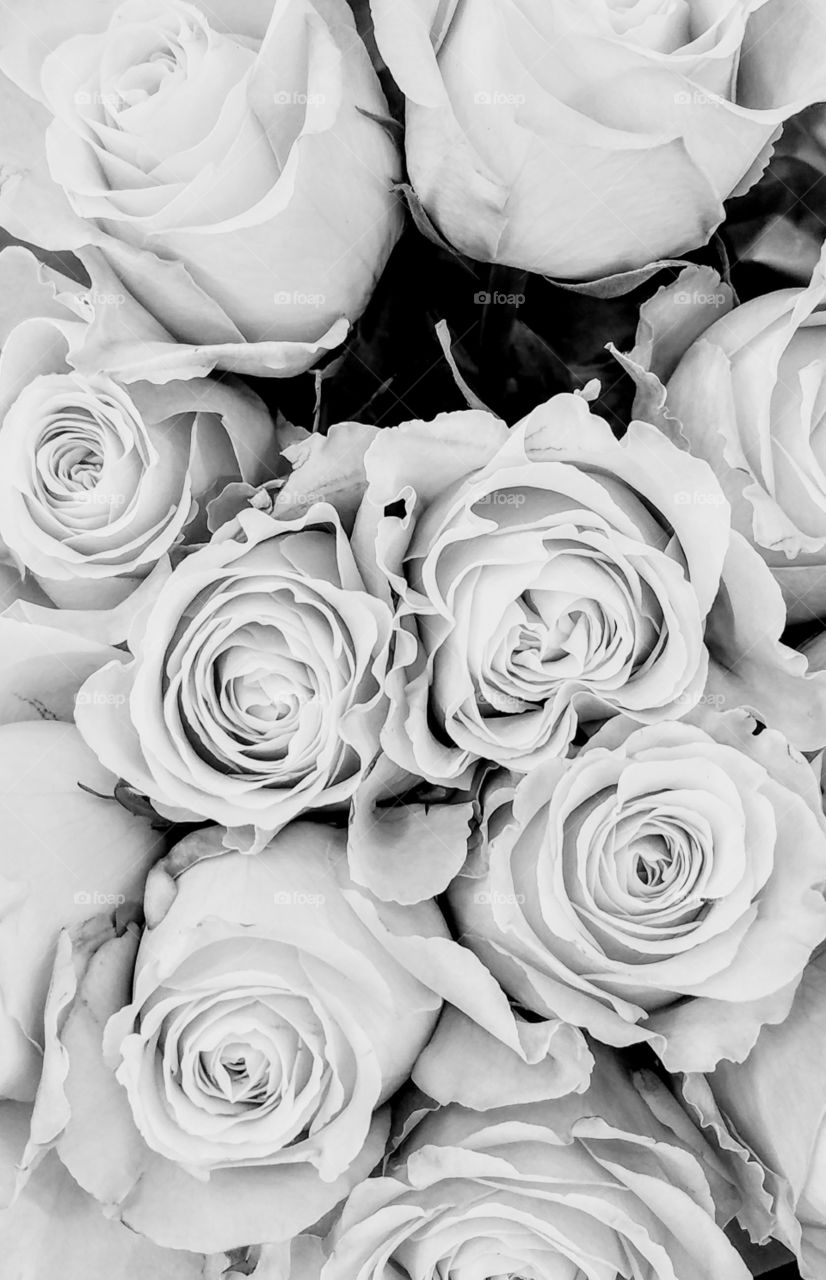 Roses in Black and White