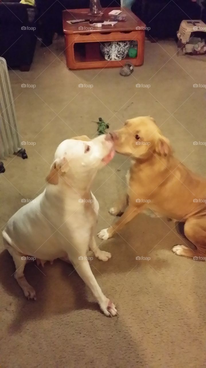 Kissing dogs