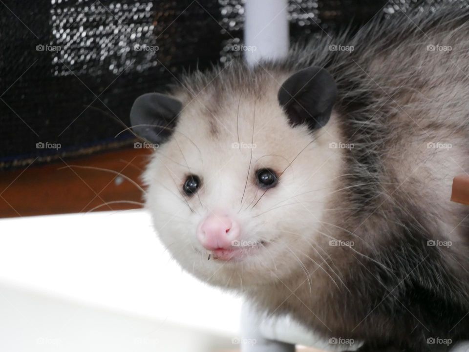 A large, cold opossum seeks shelter on a porch, in a suburban neighborhood. 